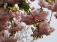 造幣局桜の通り抜け桜