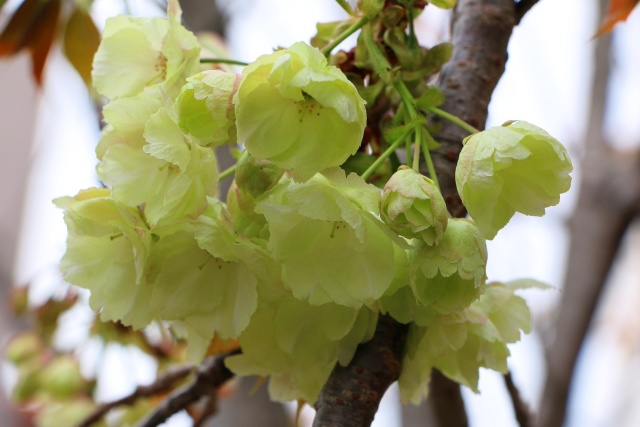 造幣局桜の通り抜け桜