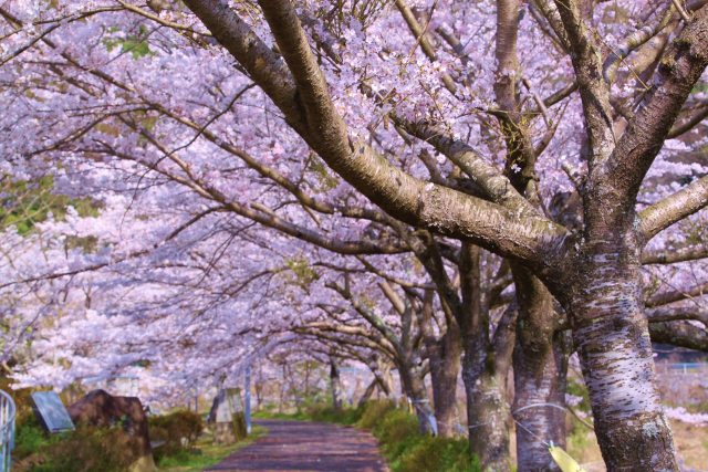 桜のトンネル