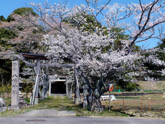 八幡神社の桜