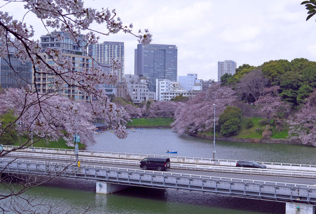 千鳥ヶ淵