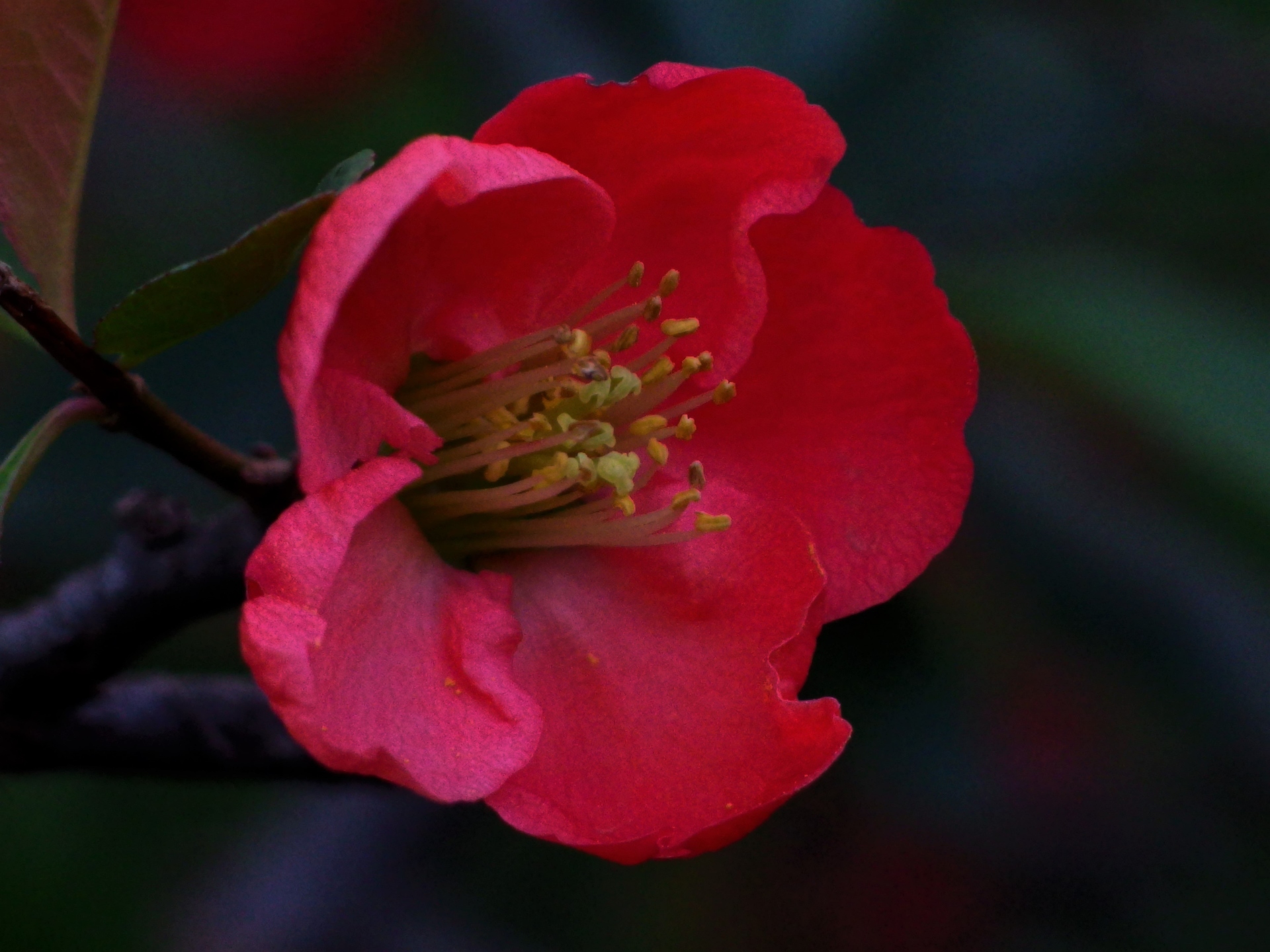 花 植物 深紅のボケの花 壁紙19x1440 壁紙館