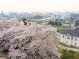 桜 sakura23 鳥取城二の丸から