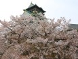 大阪城桜