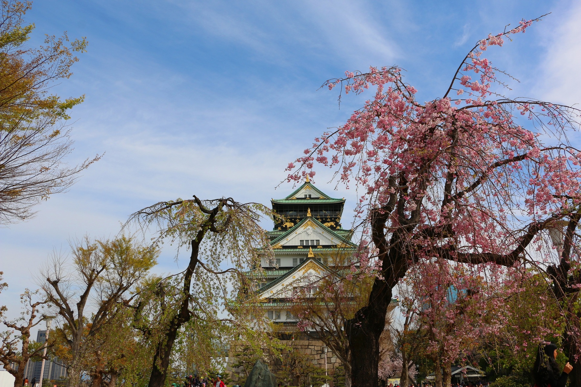 日本の風景 大阪城桜 壁紙19x1280 壁紙館