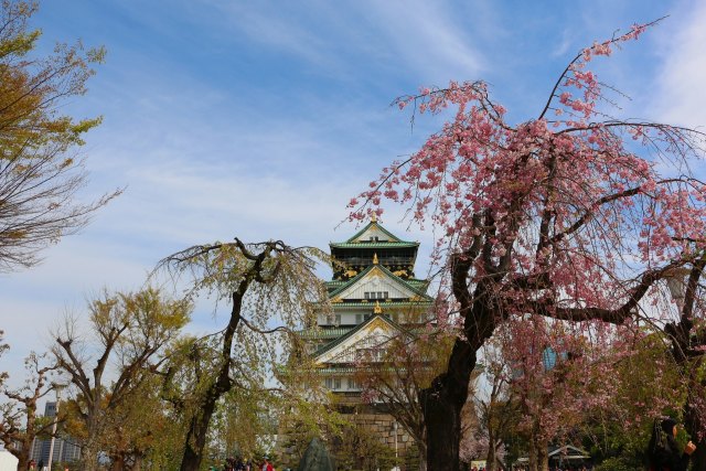 大阪城桜