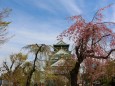 大阪城桜