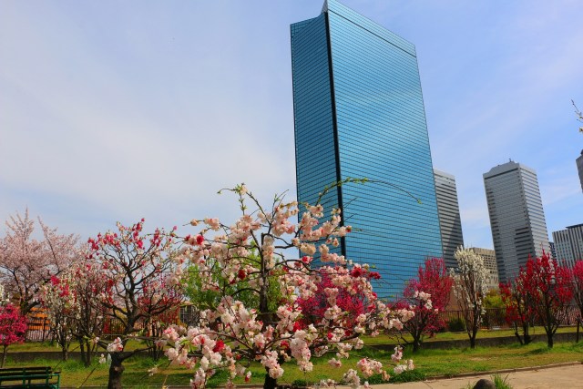 大阪桜