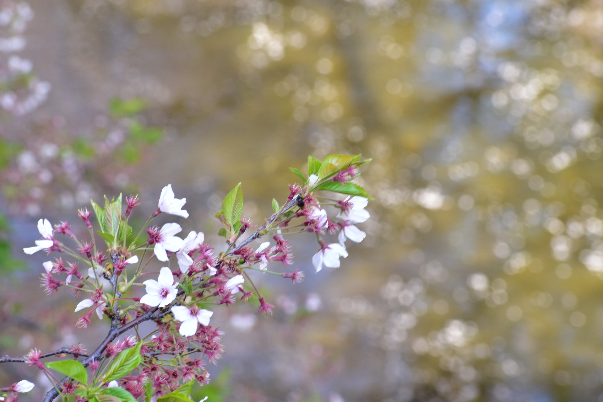 花 植物 桜舞い散る神田川3 壁紙19x1281 壁紙館