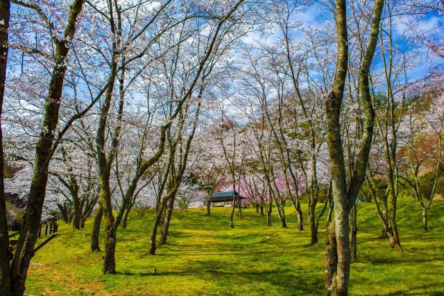 卯辰山公園の桜