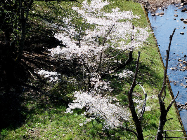 小渕ダムの桜