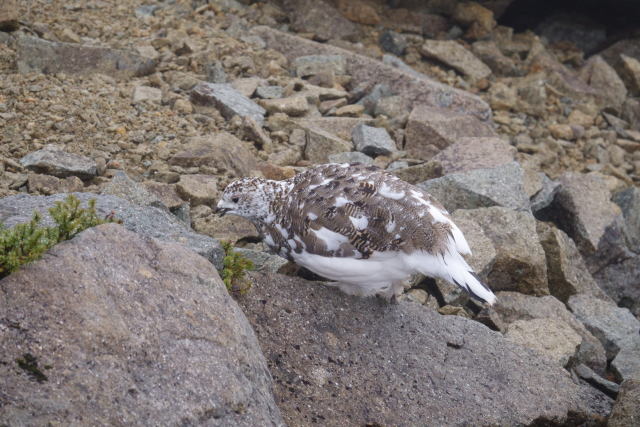 抜戸岳のまだらちゃん5