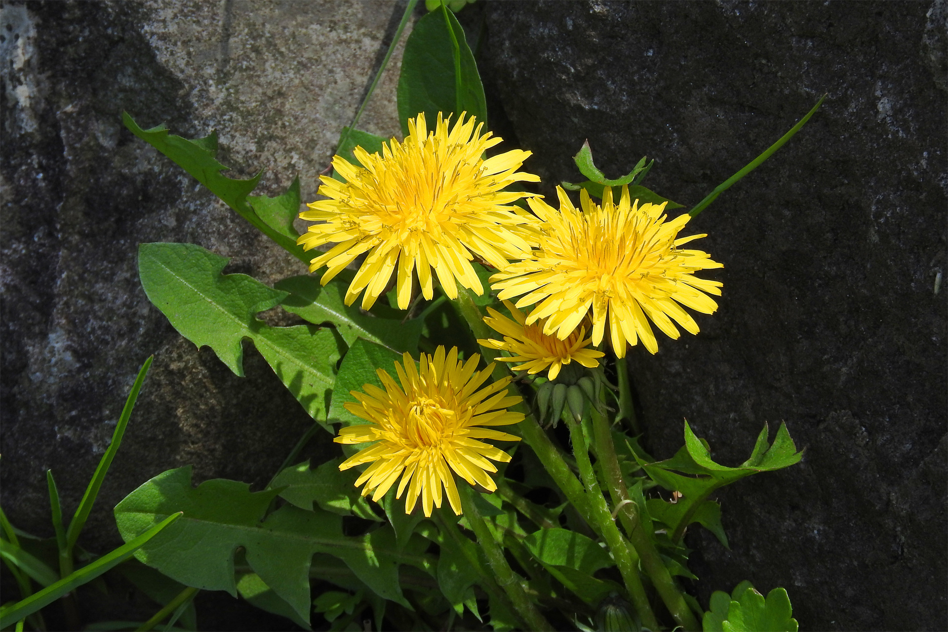 花 植物 タンポポ 蒲公英 壁紙19x1280 壁紙館