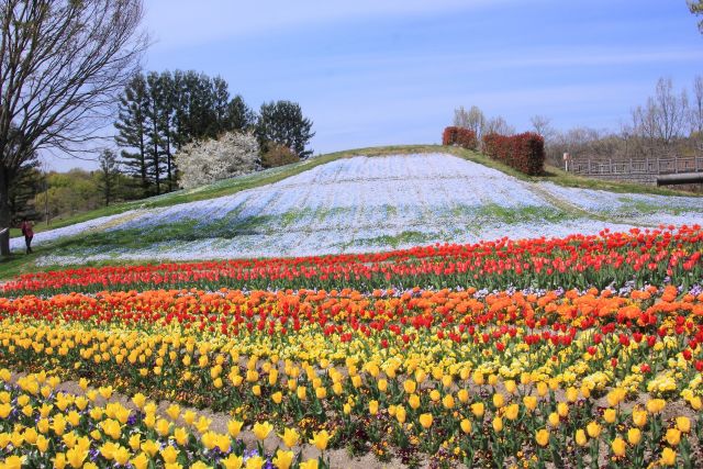 まんのう公園のチューリップ