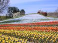 まんのう公園のチューリップ