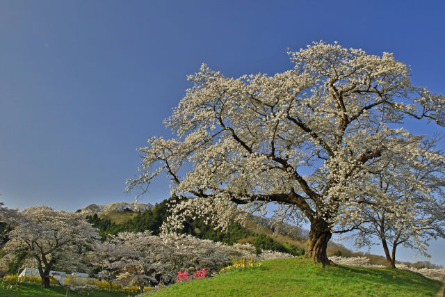 白石堤一目千本桜