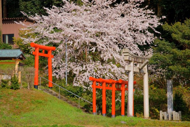 多禰神社の鳥居と桜