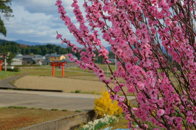 花桃咲く里山の春