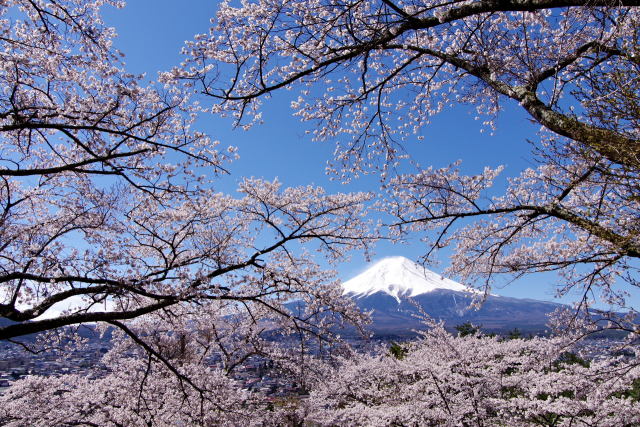 富士北麓の春