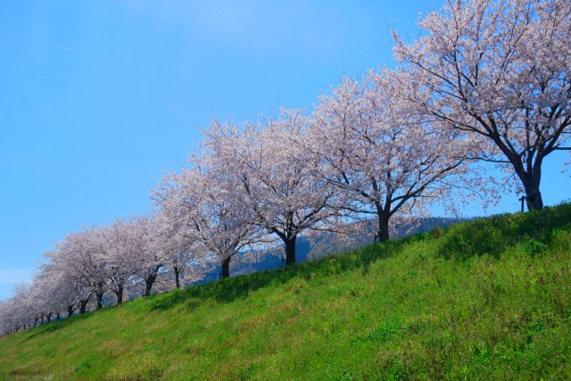 日野川堤防の桜並木