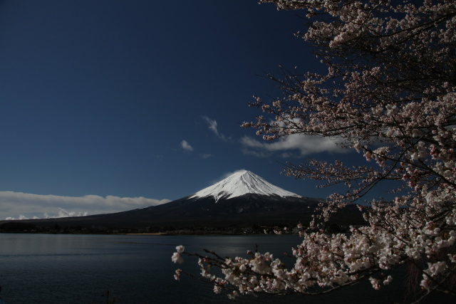 河口湖の桜風景