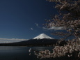 河口湖の桜風景