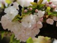 造幣局桜の通り抜け桜