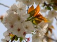 造幣局桜の通り抜け桜