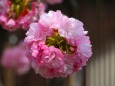 造幣局桜の通り抜け桜