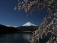 富士山&桜