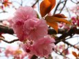 造幣局桜の通り抜け桜