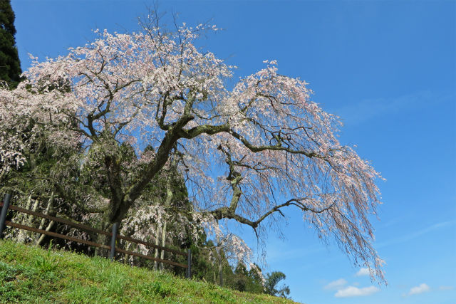 桜 sakura25 枝垂れ桜