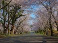 あらた坂の桜上から