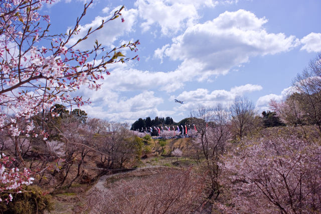 さくらの山公園