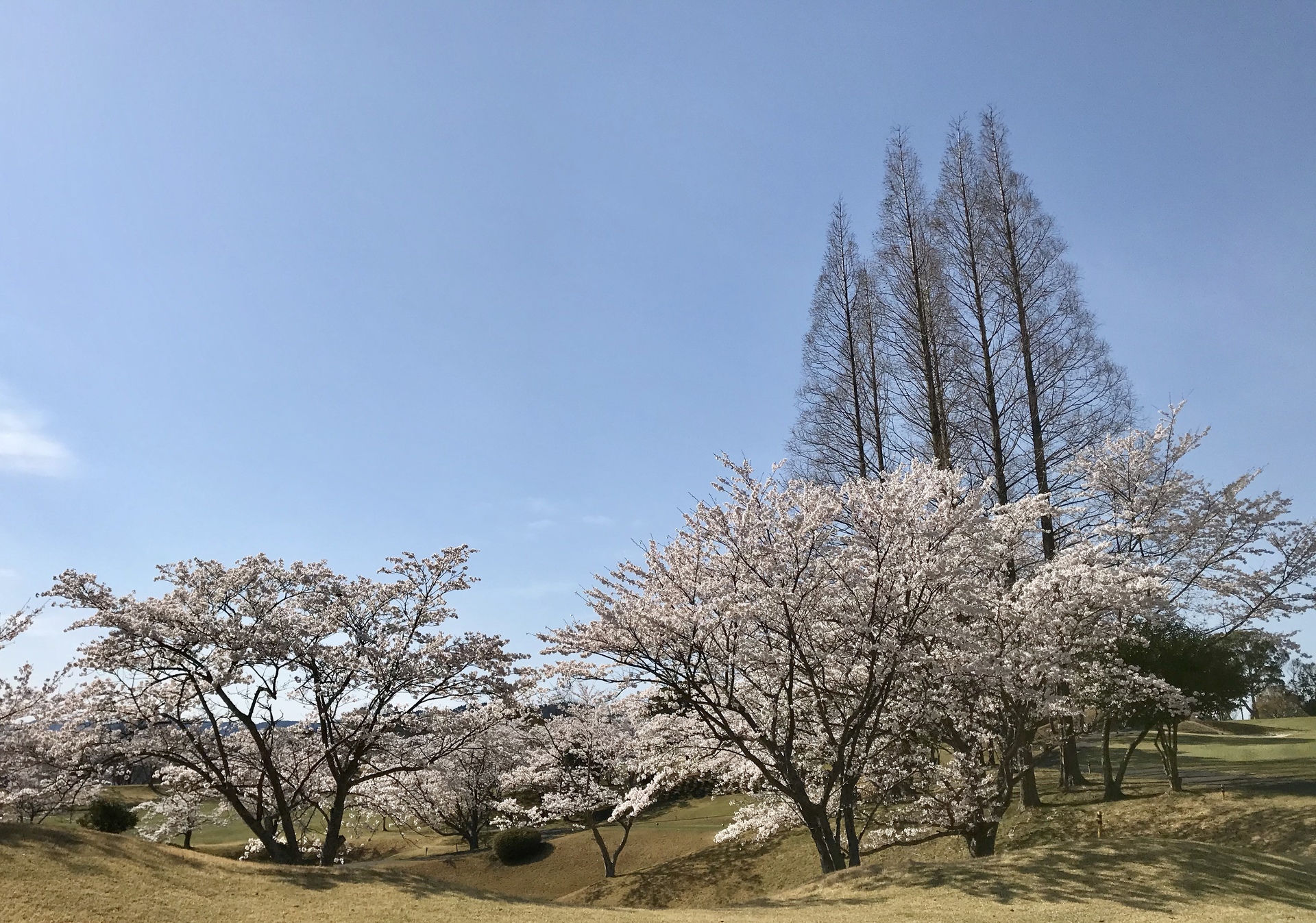 花 植物 桜の木 壁紙19x1347 壁紙館