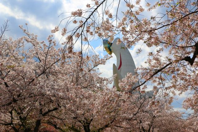 太陽の塔と桜