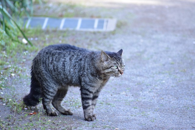 横切る猫