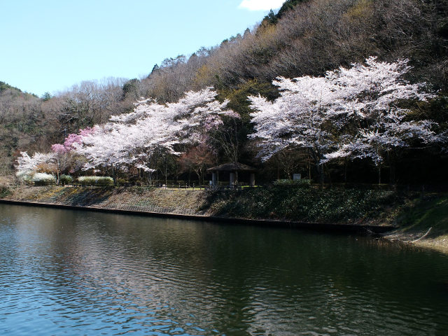 小渕ダム公園の桜