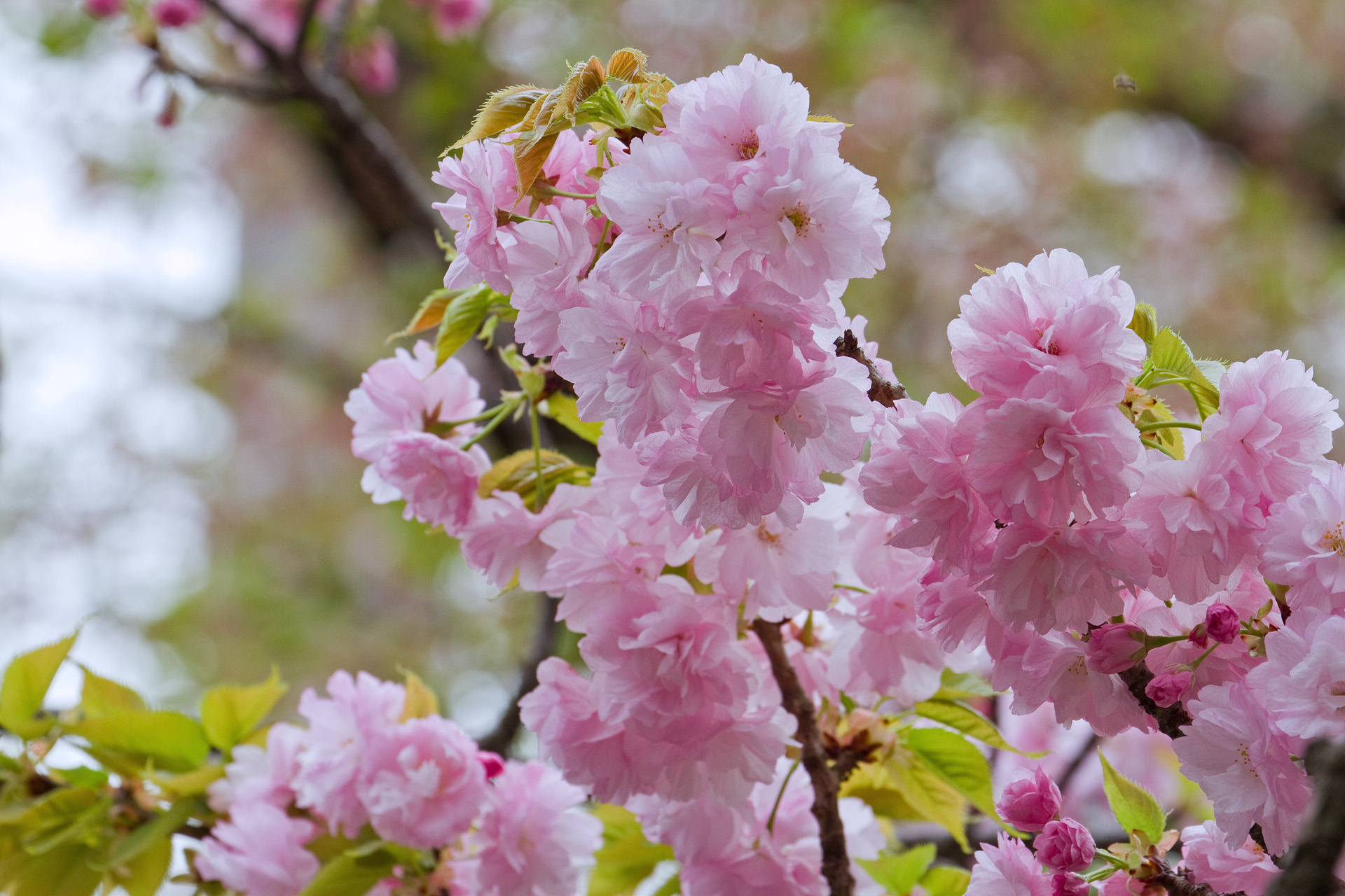 花 植物 八重の桜 壁紙19x1280 壁紙館