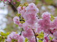 八重の桜