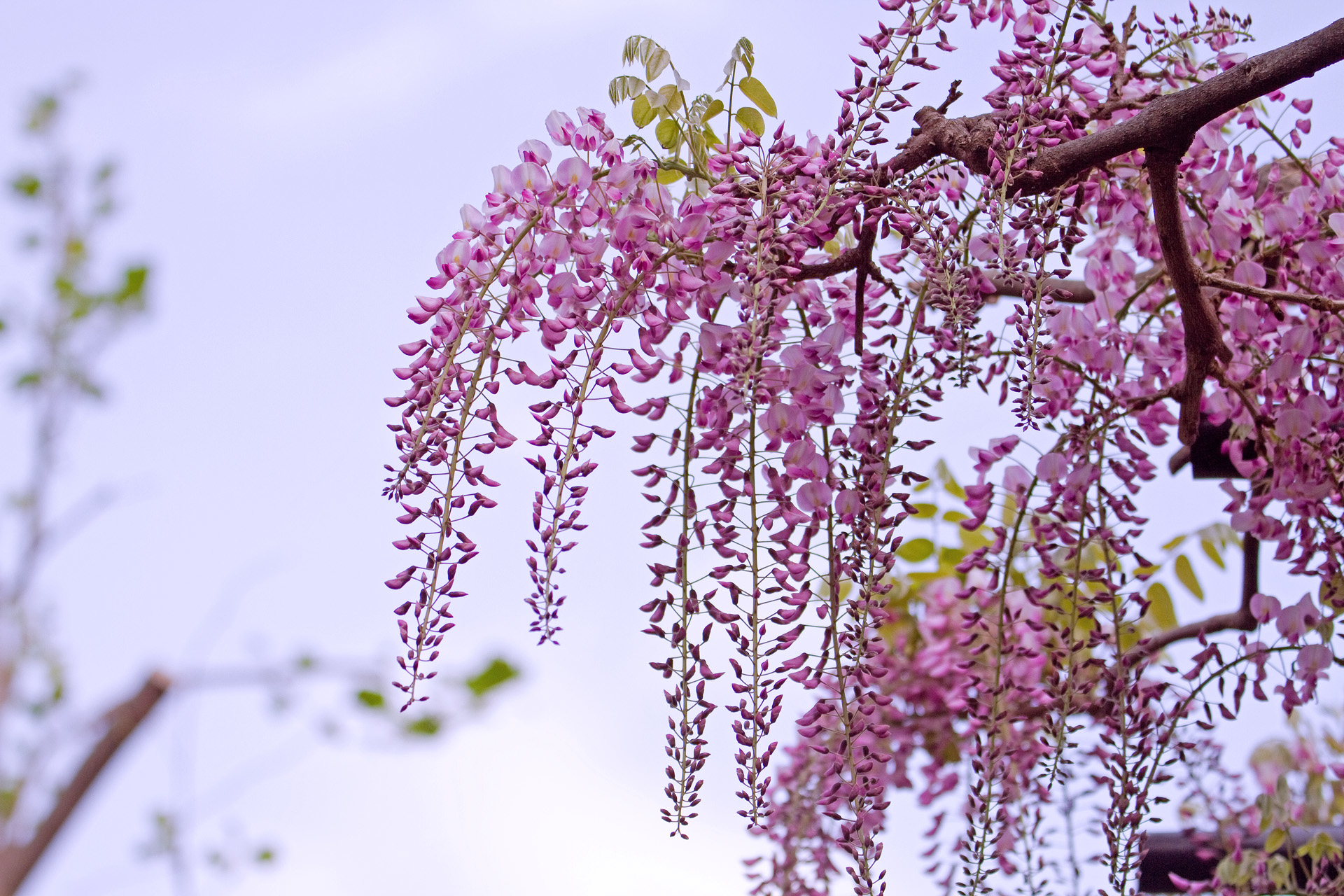 花 植物 ピンク色の藤 壁紙19x1280 壁紙館