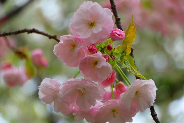 造幣局桜の通り抜け桜