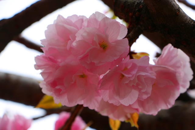 造幣局桜の通り抜け桜