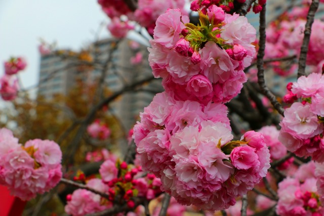 造幣局桜の通り抜け桜