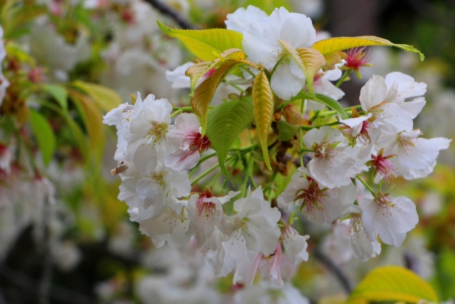 造幣局桜の通り抜け桜