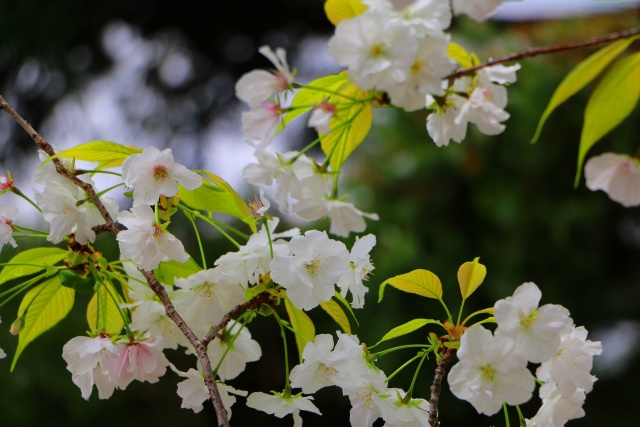 造幣局桜の通り抜け桜