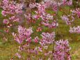 造幣局桜の通り抜け桜