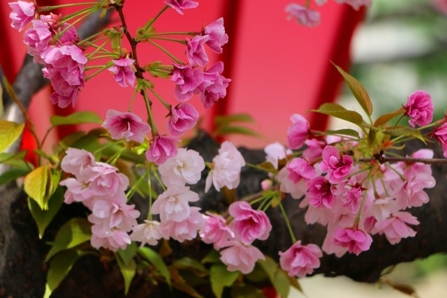 造幣局桜の通り抜け桜