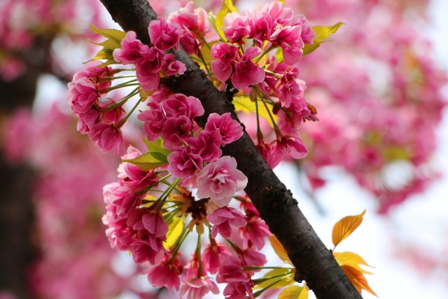 造幣局桜の通り抜け桜