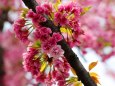 造幣局桜の通り抜け桜